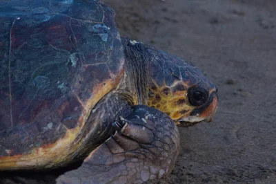 Caretta caretta - Mugla, TR