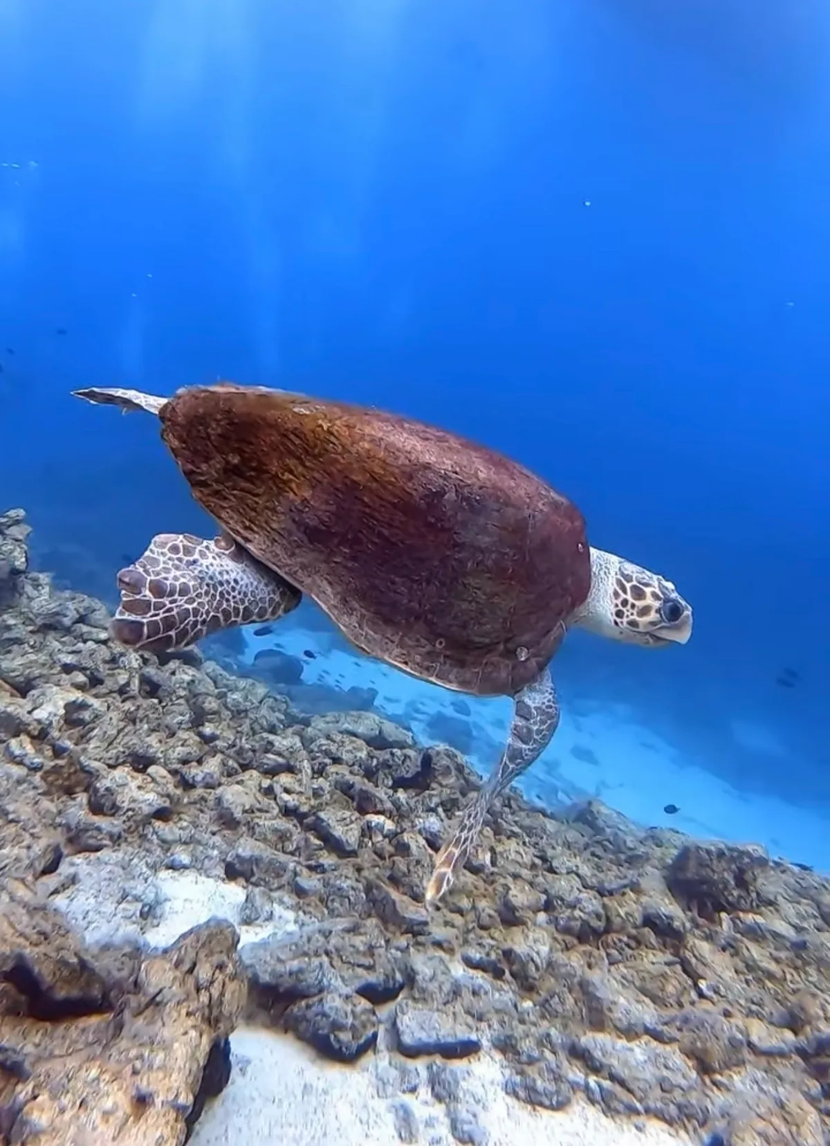Caretta caretta - Mugla, TR
