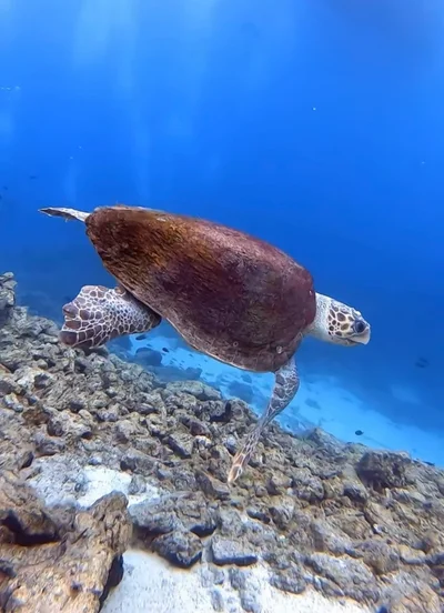 Caretta caretta - Mugla, TR