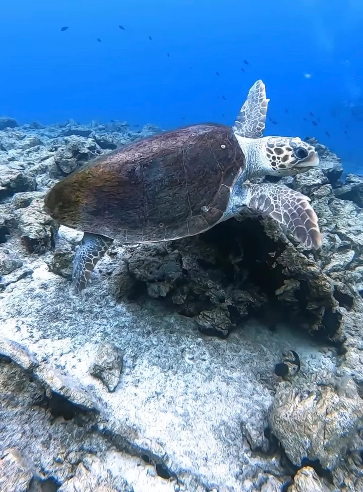 Caretta caretta - Mugla, TR