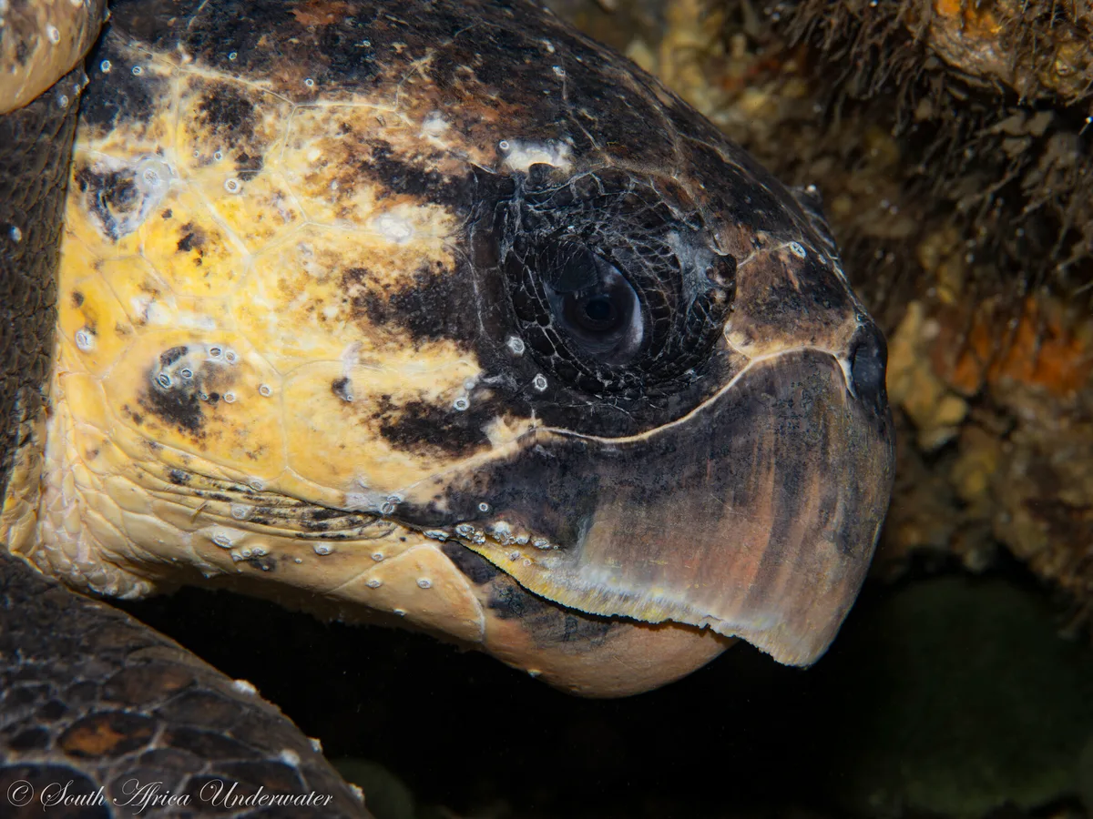 Caretta caretta