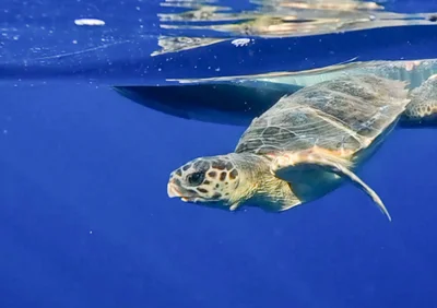Caretta caretta - Corse-du-Sud, Corse, FR