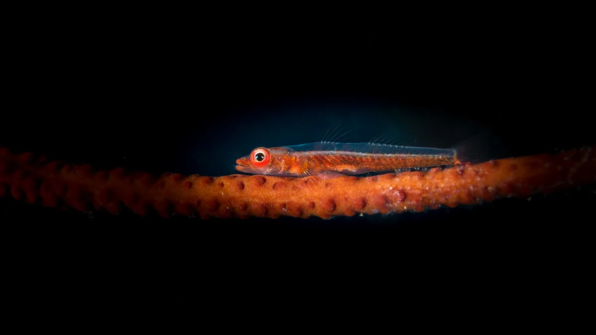 Loki Whipgoby