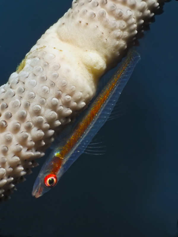 Bryaninops cf. loki on whip coral