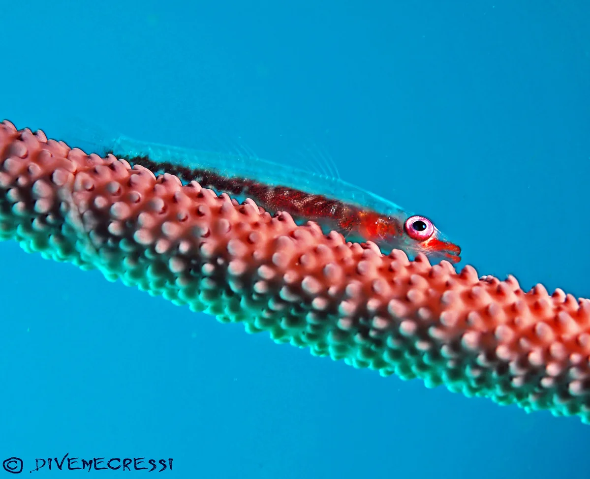 Loki Whip Goby - Bryaninops loki