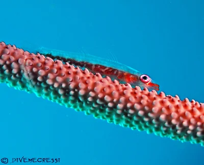 Loki Whip Goby - Bryaninops loki