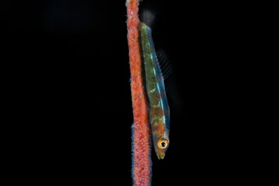 Loki Whipgoby with eggs / Bryaninops loki