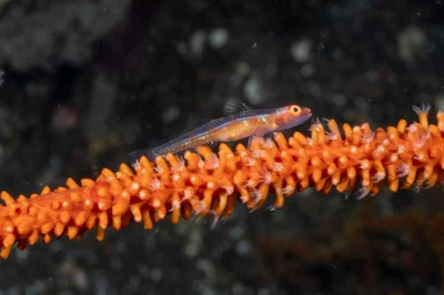 Bryaninops loki - Jukung, Alam Batu, Kubu, Bali 80853, Indonesia
