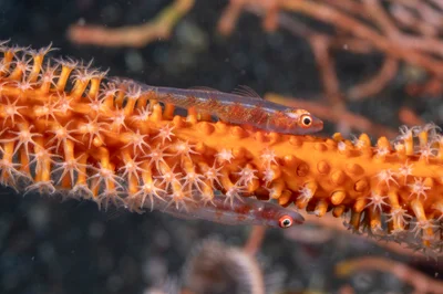 Bryaninops loki - Dreamland, Alam Batu, Kubu, Bali 80853, Indonesia