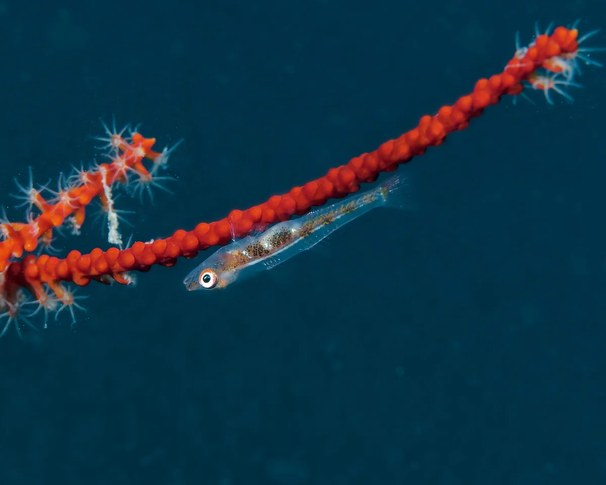 Bryaninops loki - Ra, Western, Fiji