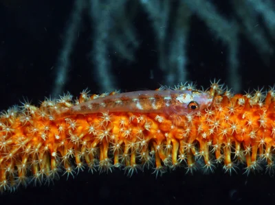 Bryaninops loki - Tingloy, Batangas, Philippines