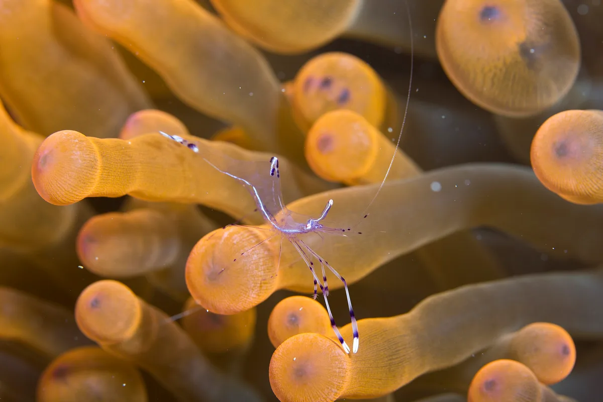Long-arm Cleaner Shrimp