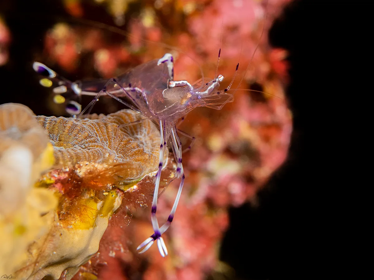 Long-arm Cleaner Shrimp