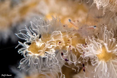 Long-arm Cleaner Shrimp - Ancylomenes longicarpus