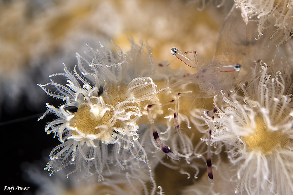 Long-arm Cleaner Shrimp - Ancylomenes longicarpus