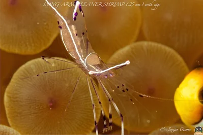 ANCYLOMENES LONGICARPUS  (25 mm) with eggs