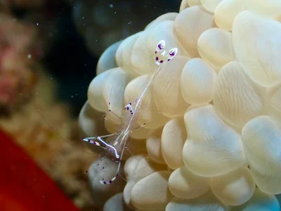 Ancylomenes longicarpus - Hurghada, Red Sea Governorate, Egypt