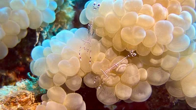Ancylomenes longicarpus - Hurghada, Red Sea Governorate, Egypt