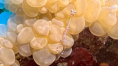 Ancylomenes longicarpus - Hurghada, Red Sea Governorate, Egypt