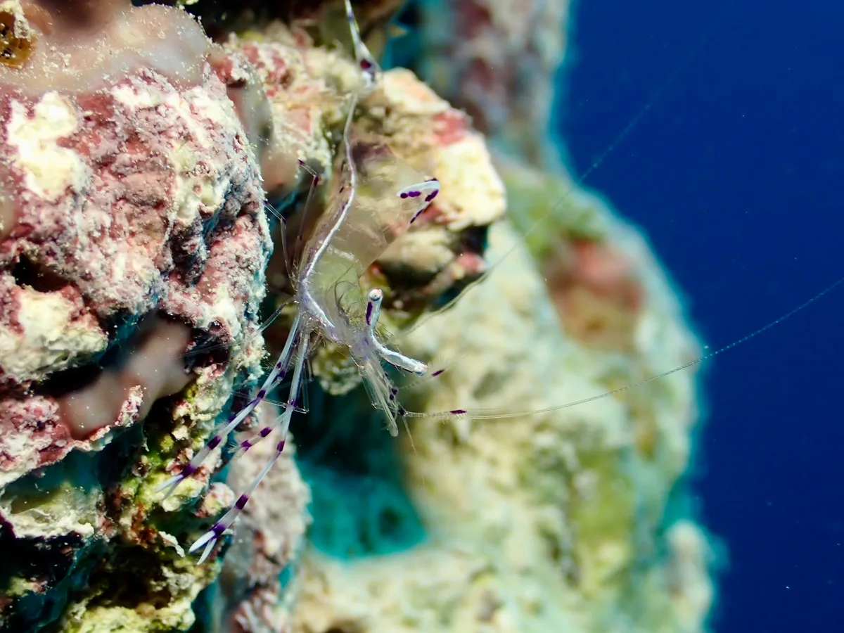 Ancylomenes longicarpus - Hurghada, Red Sea Governorate, Egypt