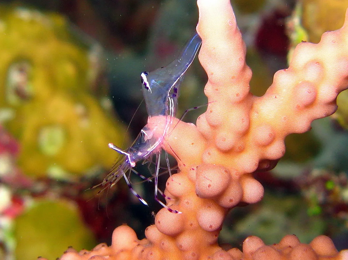 Ancylomenes longicarpus - Rocky Island, Egypte