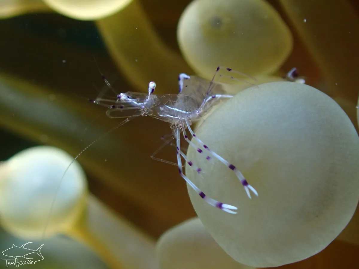 Ancylomenes longicarpus