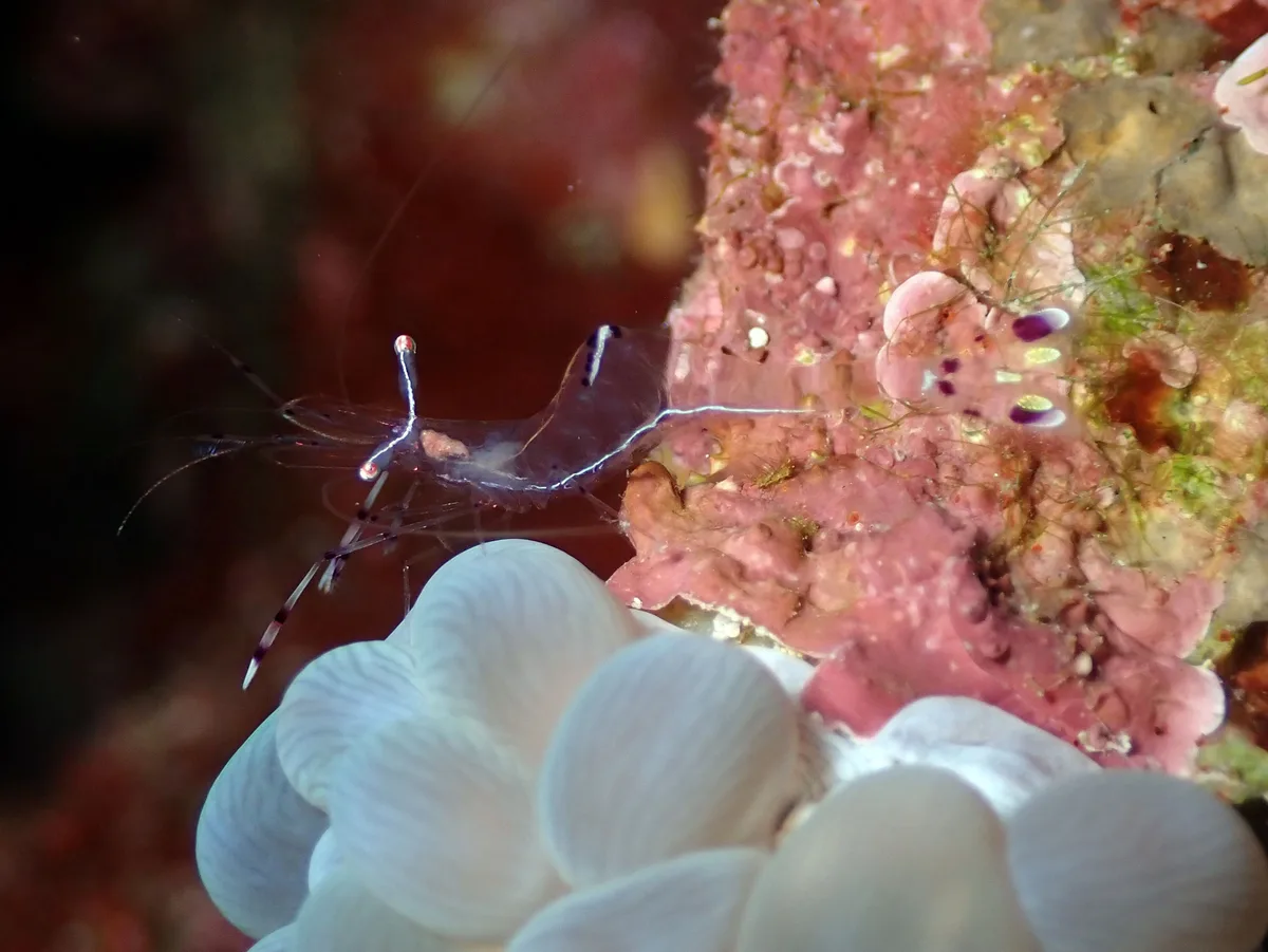Ancylomenes longicarpus - Marsa Alam Sud, Mer Rouge, Égypte