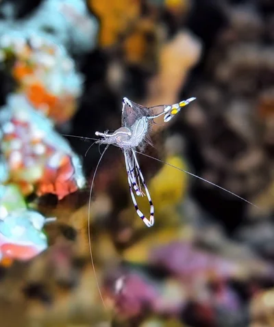 Long-arm Cleaner Shrimp
