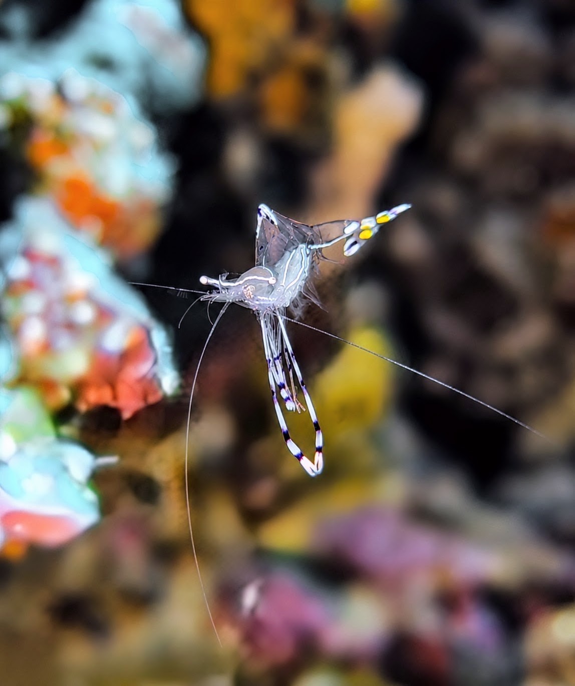 Long-arm Cleaner Shrimp