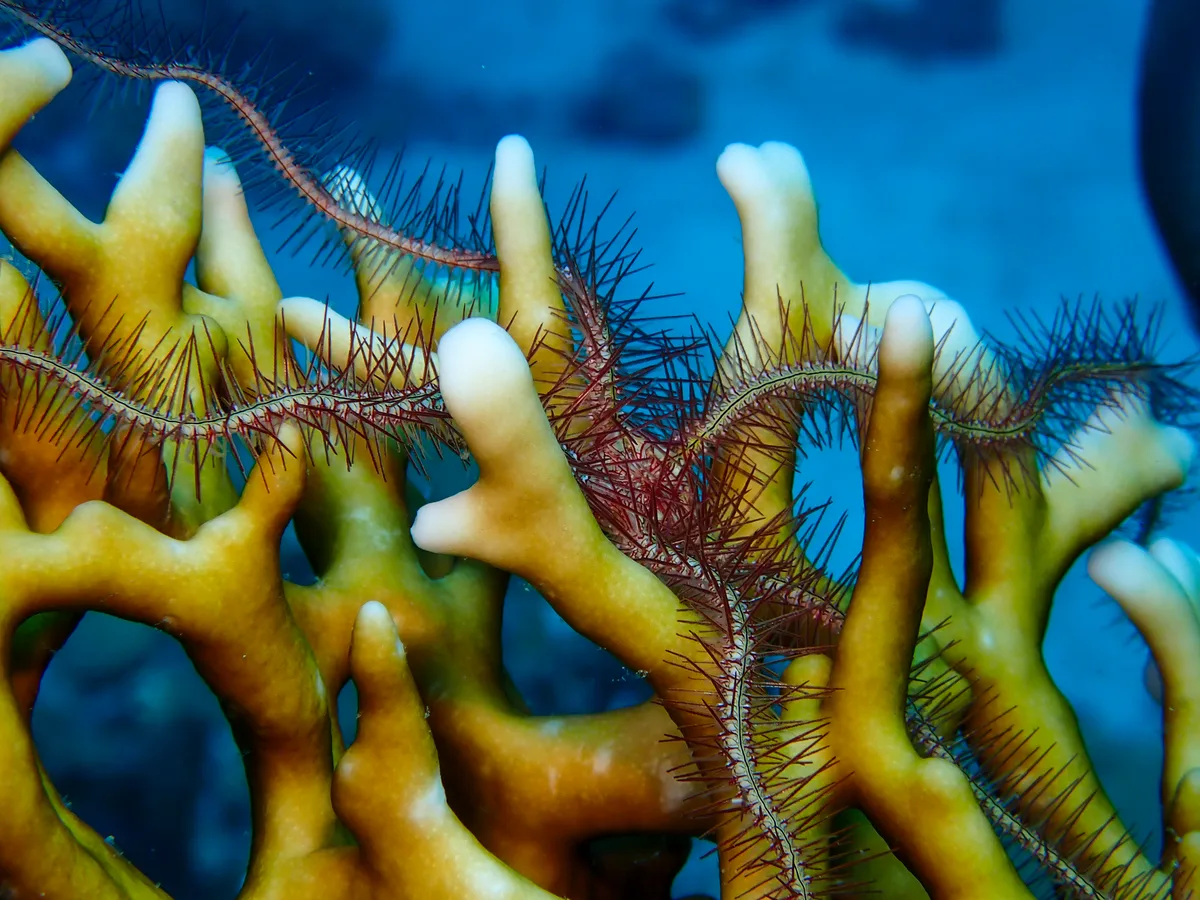 Long-Spined Brittle Star