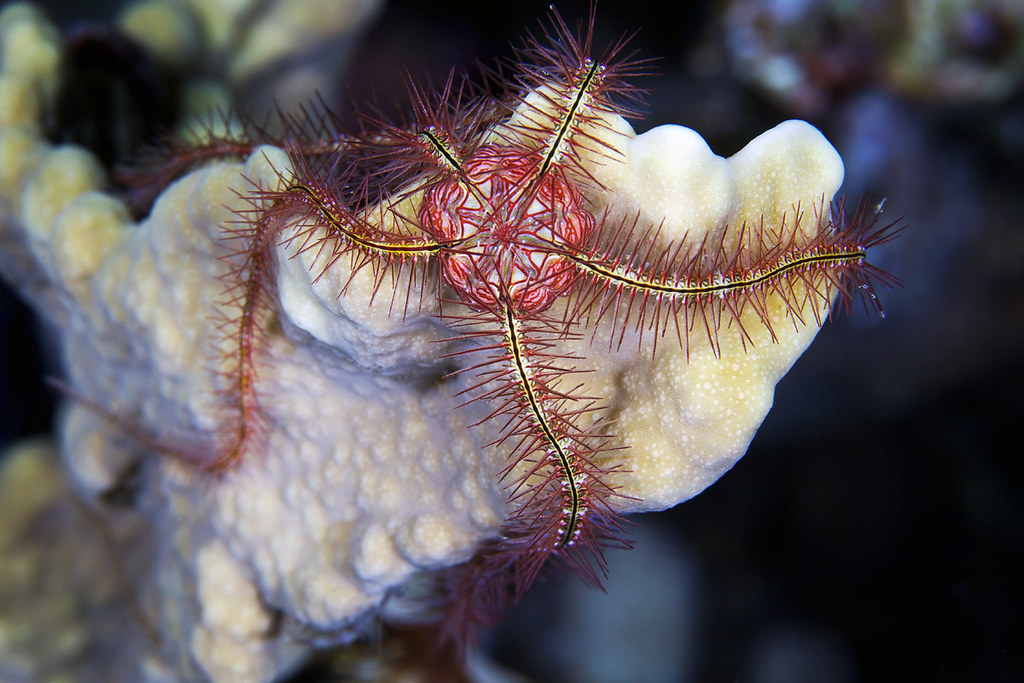 Ophiothrix savignyi