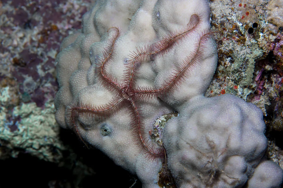 Savigny's Brittle Star (Ophiothrix savignyi)