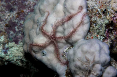 Savigny's Brittle Star (Ophiothrix savignyi)