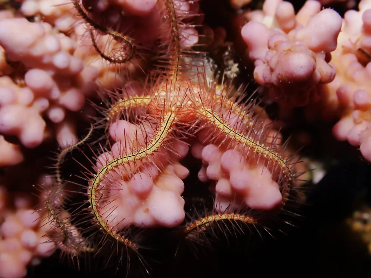 Brittle starfish, Ophiothrix savignyi or Acanthophiothrix pupurea