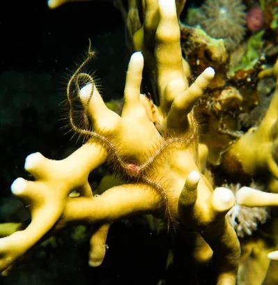 Ophiothrix savignyi - Sh'ab Abu Nuhas, Egypt