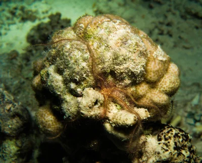 Ophiothrix savignyi - Sh'ab Abu Nuhas, Egypt