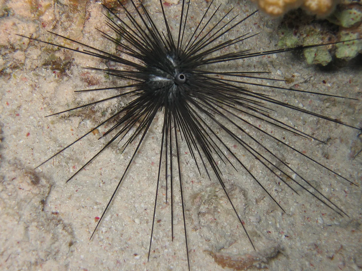 Long-spined Sea Urchin
