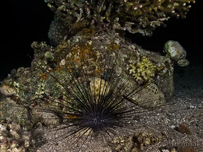 Indo-Pacific Long-spined Urchin - Diadema paucispinum