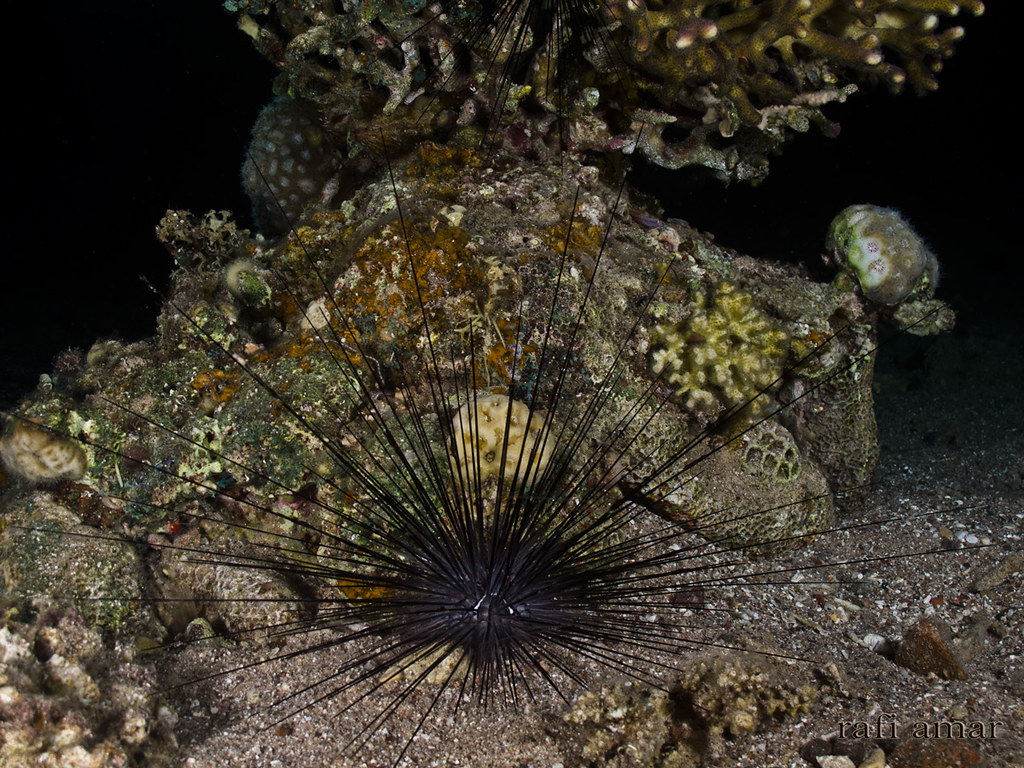 Indo-Pacific Long-spined Urchin - Diadema paucispinum