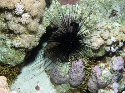 Common Longspined Sea Urchin, Diadema paucispinum at Abu Dabab Reefs, Red Sea, Egypt #SCUBA