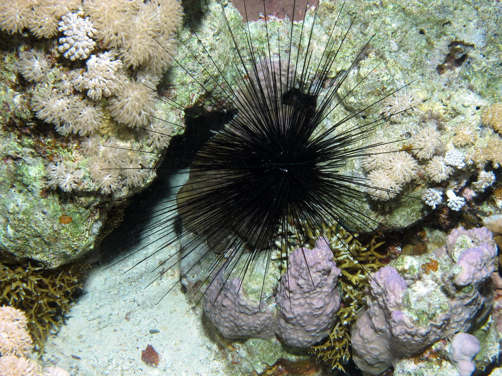 Common Longspined Sea Urchin, Diadema paucispinum at Abu Dabab Reefs, Red Sea, Egypt #SCUBA