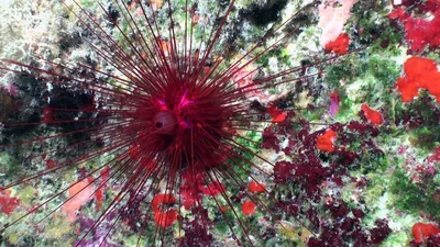 Unidentified Species of Sea Urchin
