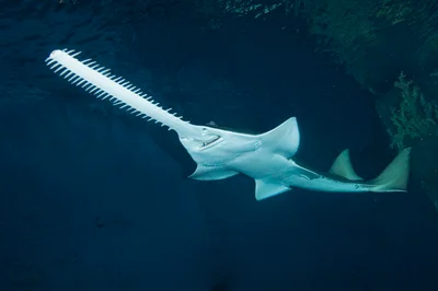Green Sawfish 003