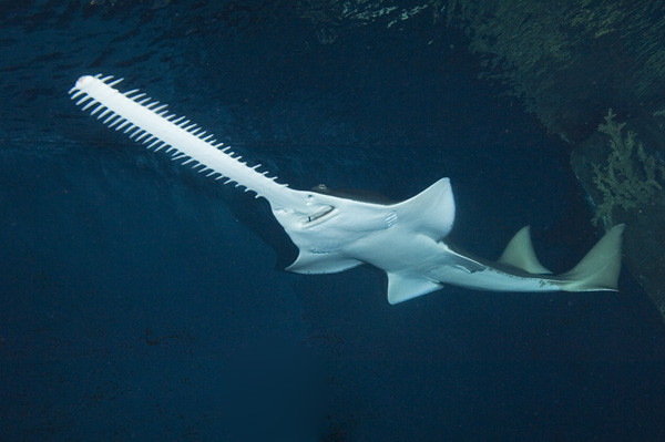 Green Sawfish 003