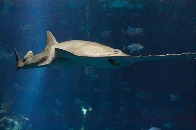 Green sawfish