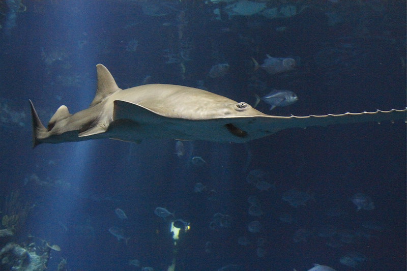 Green sawfish