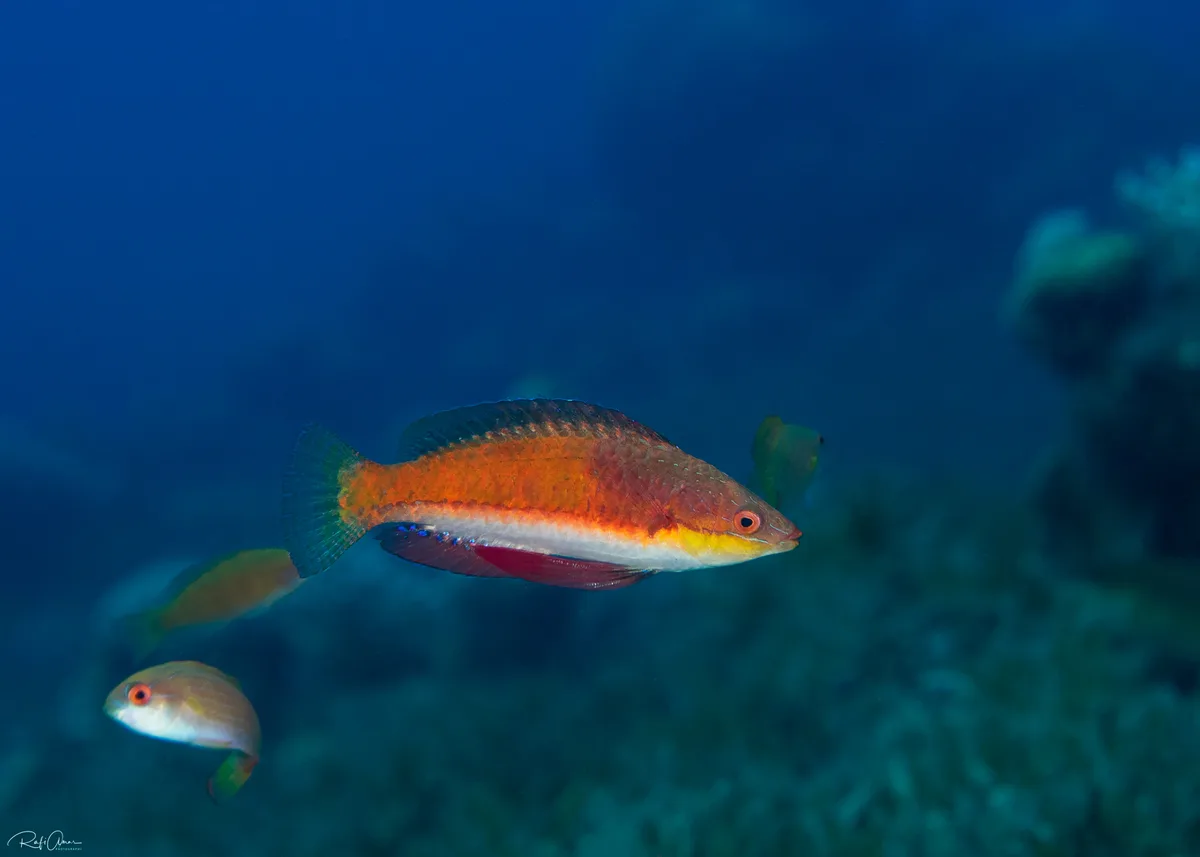 Longfin Fairy Wrasse