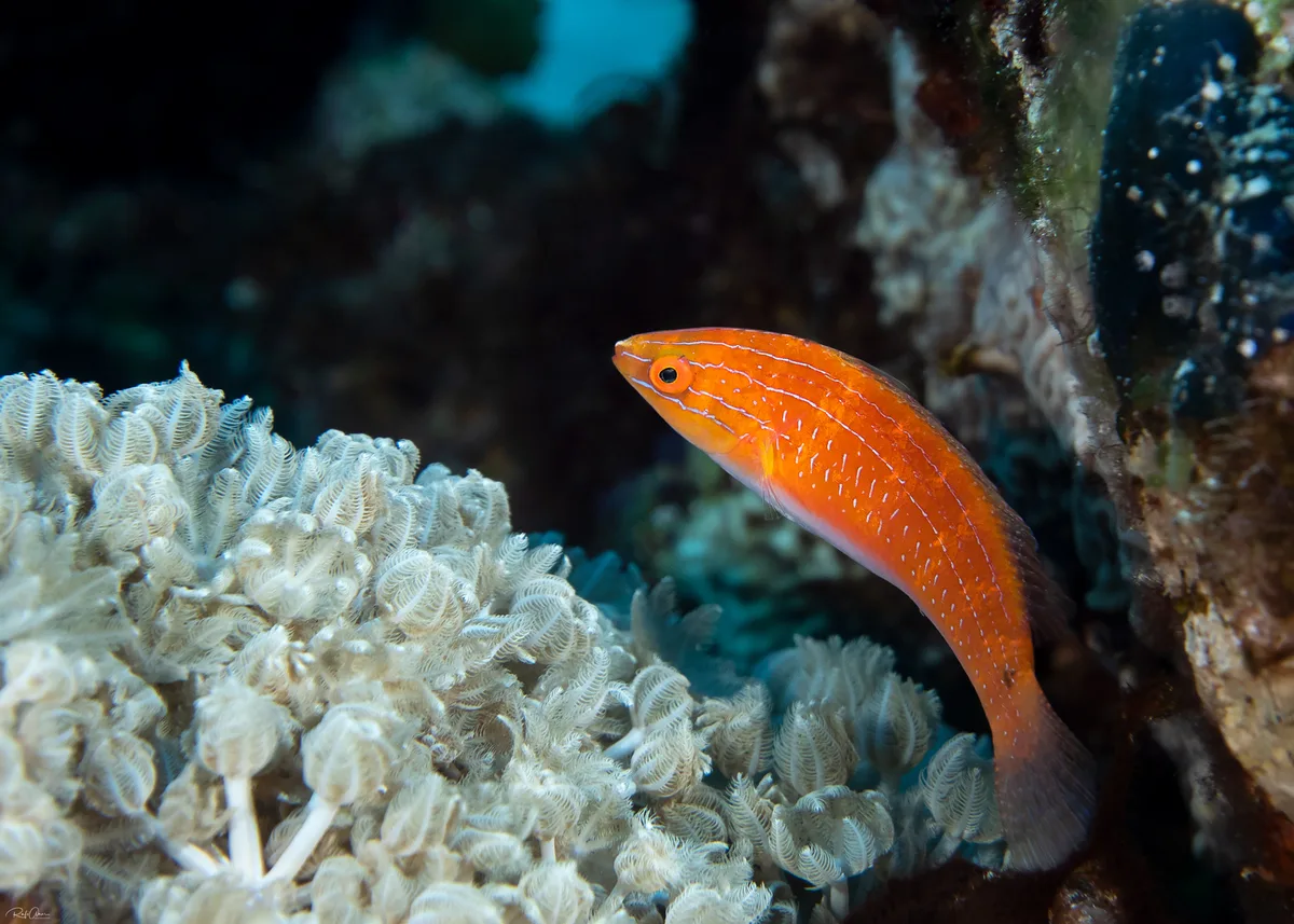 Longfin Fairy Wrasse - Female