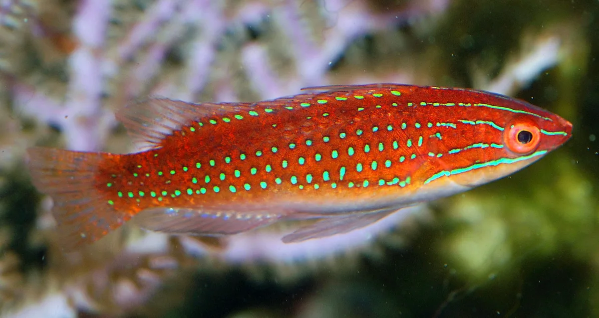 Cirrhilabrus rubriventralis - female