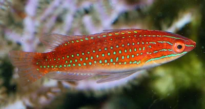 Cirrhilabrus rubriventralis - female